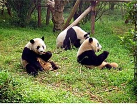 dev panda hangi kıtada yaşar